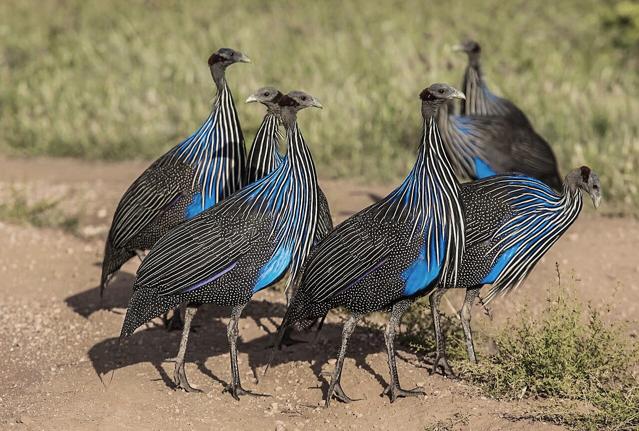 Buffalo Springs National Reserve